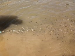 250620_pelo_014
