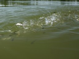 250626_pelo_015