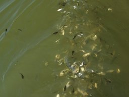 250626_pelo_018