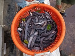 251031_szh_tisza_maros_003