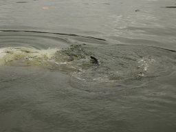 251031_szh_tisza_maros_009