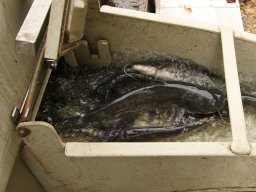 251031_szh_tisza_maros_014