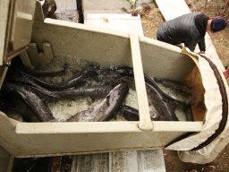 251031_szh_tisza_maros_015