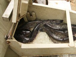 251031_szh_tisza_maros_016