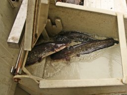 251031_szh_tisza_maros_017