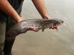 251031_szh_tisza_maros_019