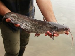 251031_szh_tisza_maros_020