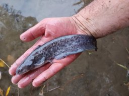 251031_szh_tisza_maros_023