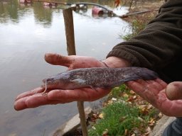 251031_szh_tisza_maros_024