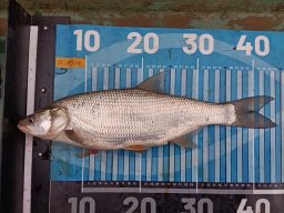 251012_csp_csongrad_021