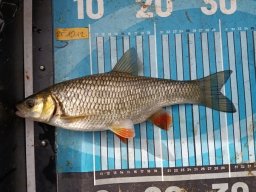 251012_csp_csongrad_023