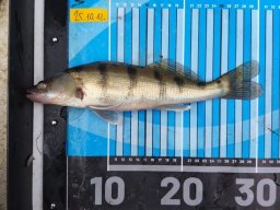 251012_csp_csongrad_027