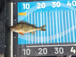 251012_csp_csongrad_031