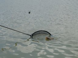 250530_feederelodonto_008