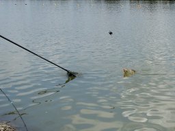 250530_feederelodonto_020