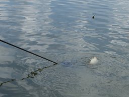250531_mls_feeder_ob_017