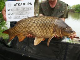 250414_atkakupa_036
