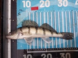 251116_csp_martely025