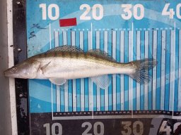 251116_csp_martely026