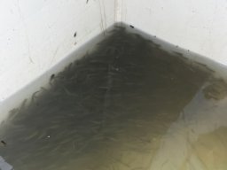 260518_siva_009