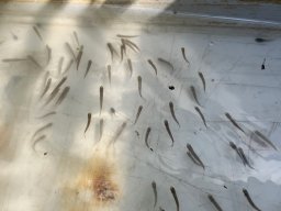 260518_siva_010