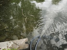 260518_siva_011