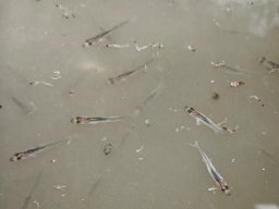 260518_siva_016