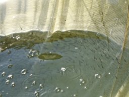 260563_siva_003