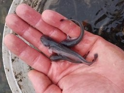 260709_szhelo_014