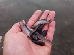 260709_szhelo_015