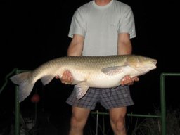 Amurok a Horesnyi tanyán - Torkos Róbert 18kg