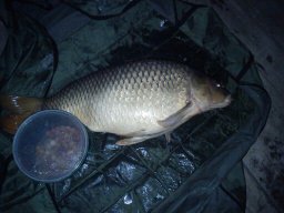 Csóti Dávid 08.15. 19,7kg