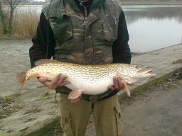 Katona László 7,5 kg