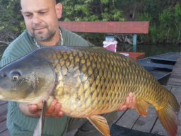 Papp Antal 12,1kg 05.01.