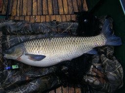 Papp és Ifj Papp amurjai 16,8kg 2013. 07.