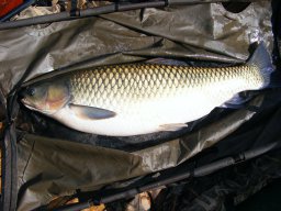 Papp és Ifj Papp amurjai 15,8kg2013. 07.