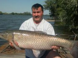 Pásztor László atkai amurja 20 kg