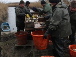 tavaszi_lehalszs_2017_3_20170312_1587865212