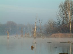 Mártélyi-holtág