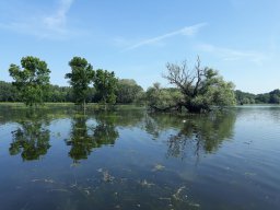 Tisza_15
