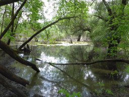 Tisza_16