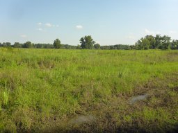 Tisza_9