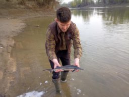 Tisza