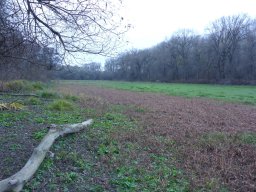 Akolszögi Holt-Tisza_11