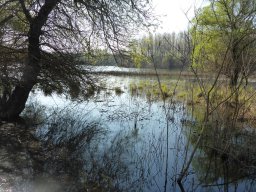 Akolszögi Holt-Tisza_4