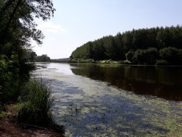Akolszögi Holt-Tisza_7