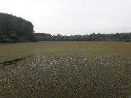 Akolszögi Holt-Tisza_8