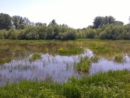 Körtvélyesi Holt-Tisza_8
