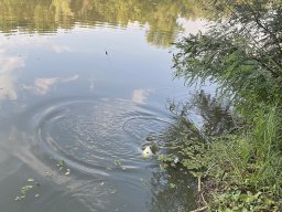 Körtvélyesi Holt-Tisza__20
